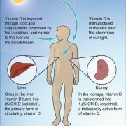 vitamin-d-your-sunshine-supplement-for-strong-bones.jpg Vitamin D: Your Sunshine Supplement for Strong Bones